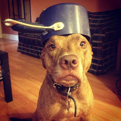 This is a cute dog with a pot on it's head